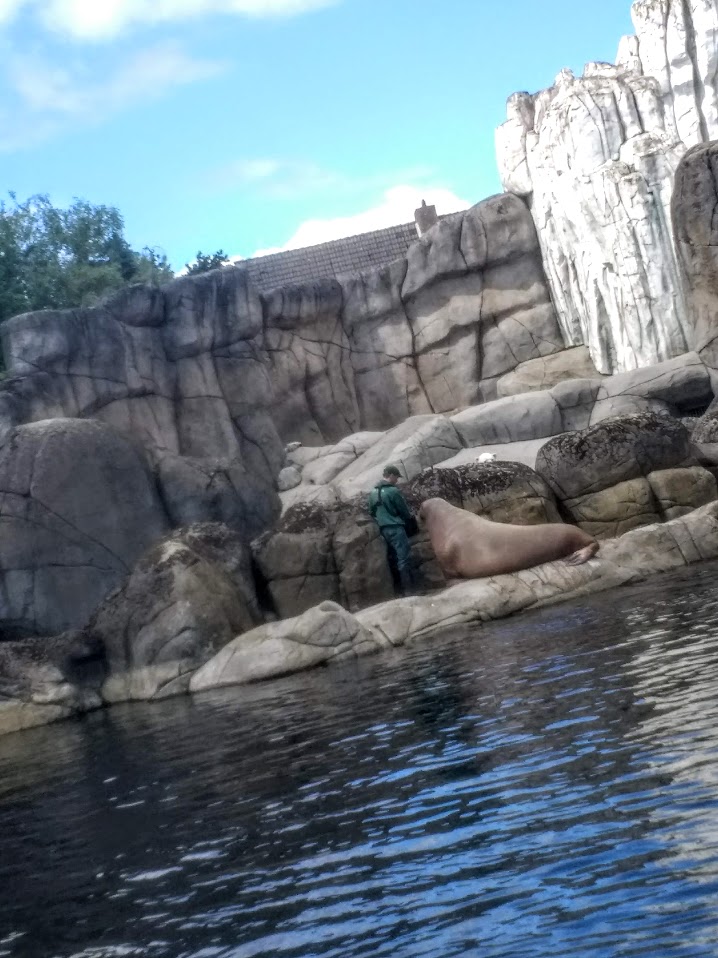 Tierpark Hagenbeck- Zookeeper feeding walrus with polar bear in the back- 2020