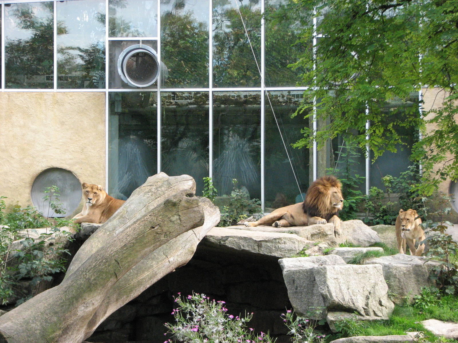Tierpark Hellabrunn 2006 - African Lion male with two lionesses