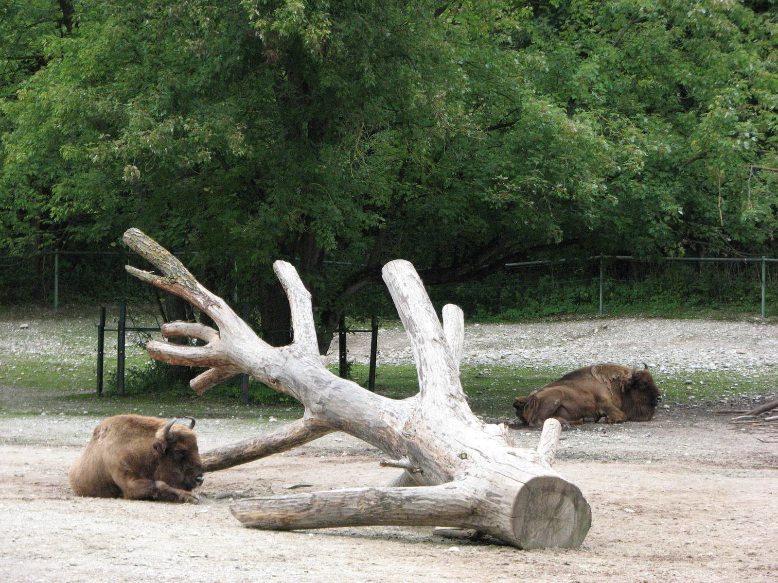 Tierpark Hellabrunn 2006 - American Buffalo enclosure