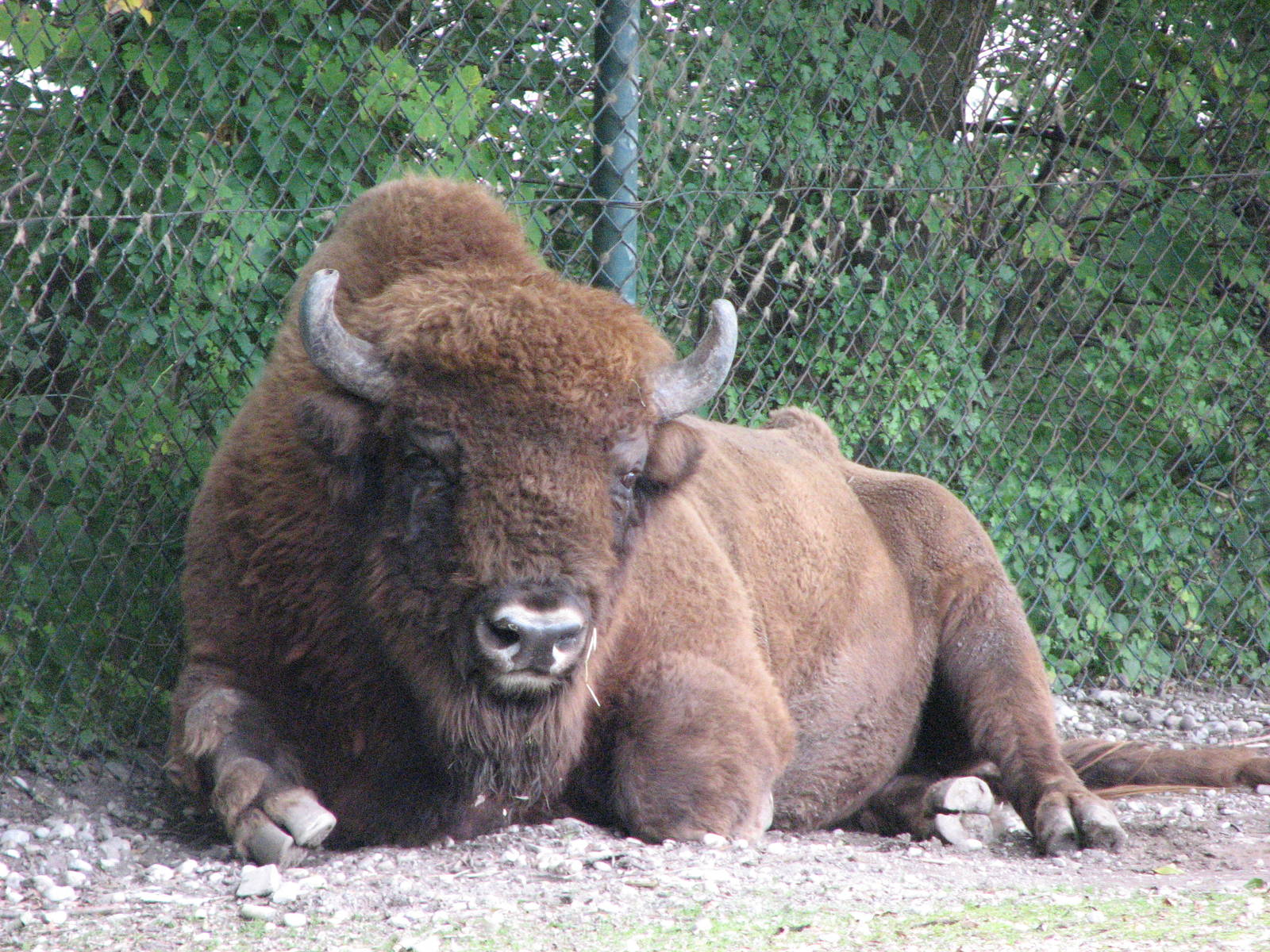 Tierpark Hellabrunn 2006 - American Buffalo