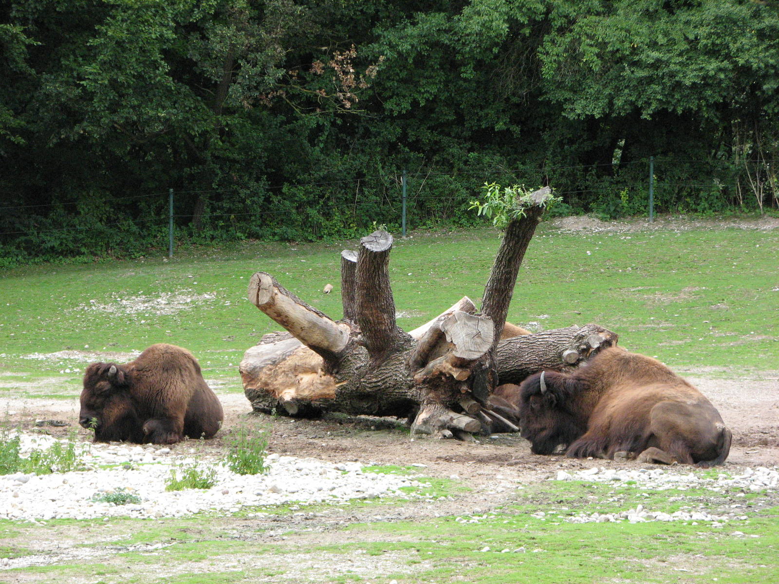 Tierpark Hellabrunn 2006 - American Buffalos