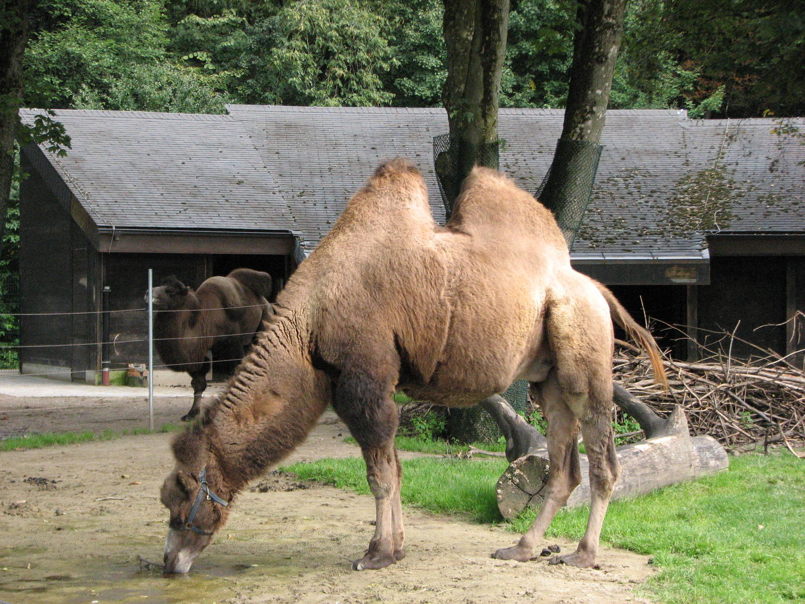 Tierpark Hellabrunn 2006 - Bactrian Camels