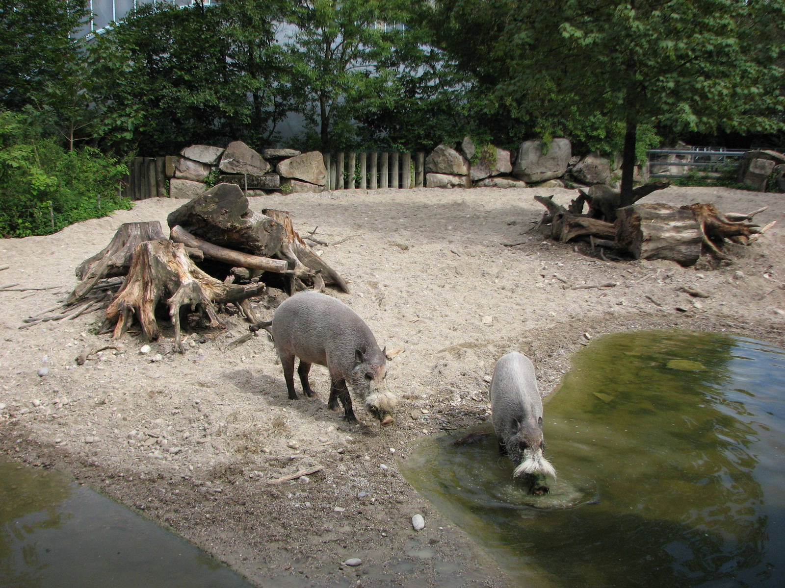 Tierpark Hellabrunn 2006 - Bornean Bearded Pig exhibit