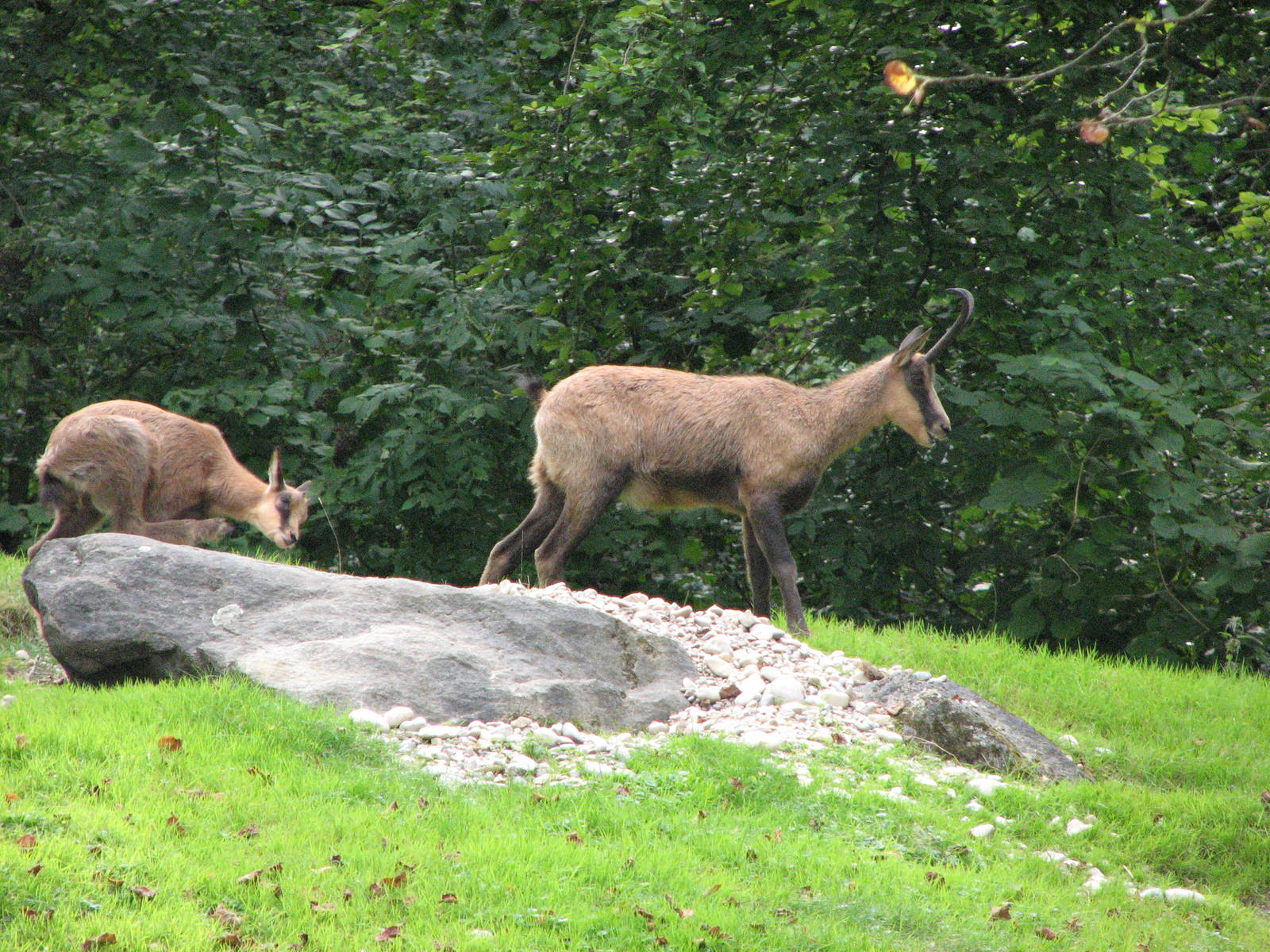 Tierpark Hellabrunn 2006 - Chamois