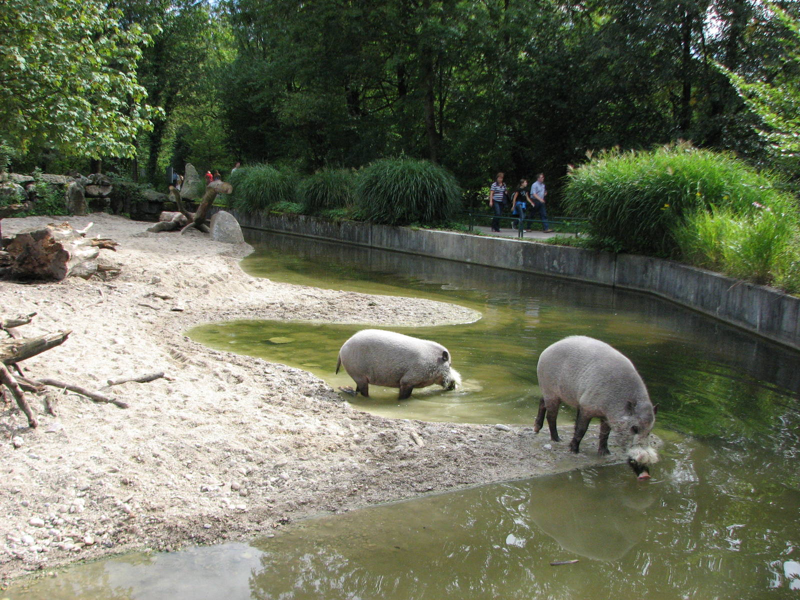 Tierpark Hellabrunn 2006 - Different view of the Bornean Bearded Pig exhibi