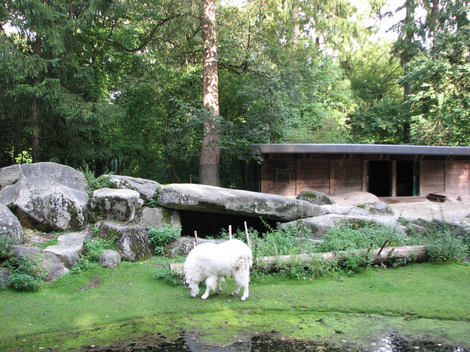 Tierpark Hellabrunn 2006 - Different view of the Rocky Mountain Goat exhibi