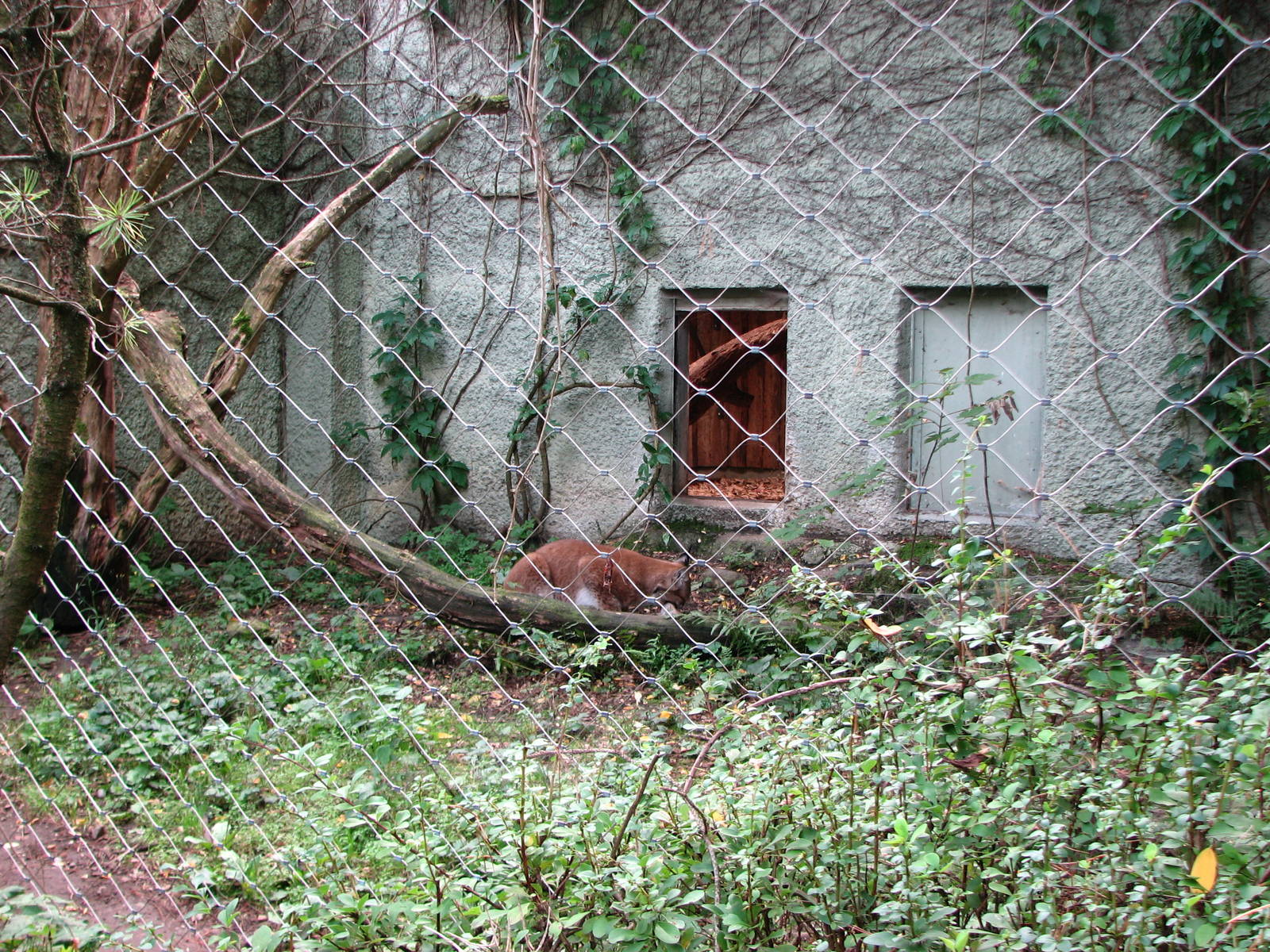 Tierpark Hellabrunn 2006 - Eurasian Lynx enclosure