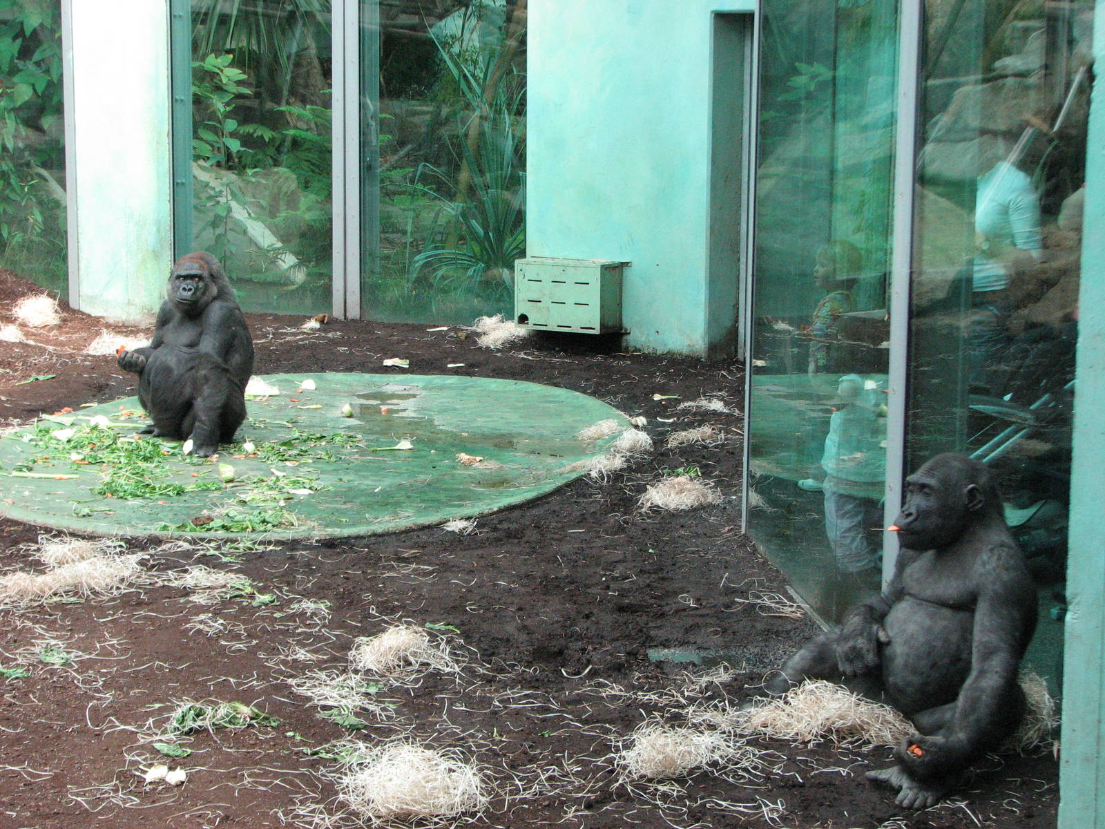 Tierpark Hellabrunn 2006 - Gorillas indoors