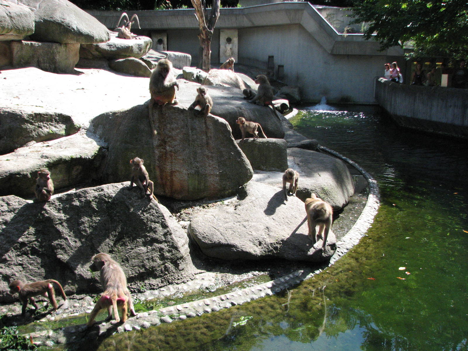 Tierpark Hellabrunn 2006 - Hamadryas Baboons by the moat