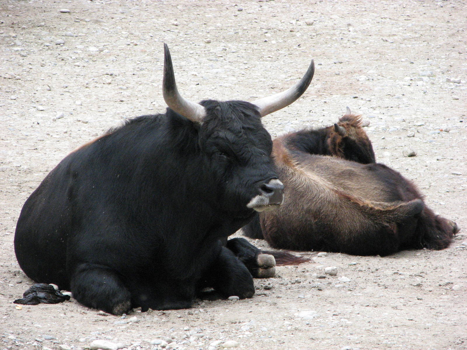 Tierpark Hellabrunn 2006 - Hecks Cattle