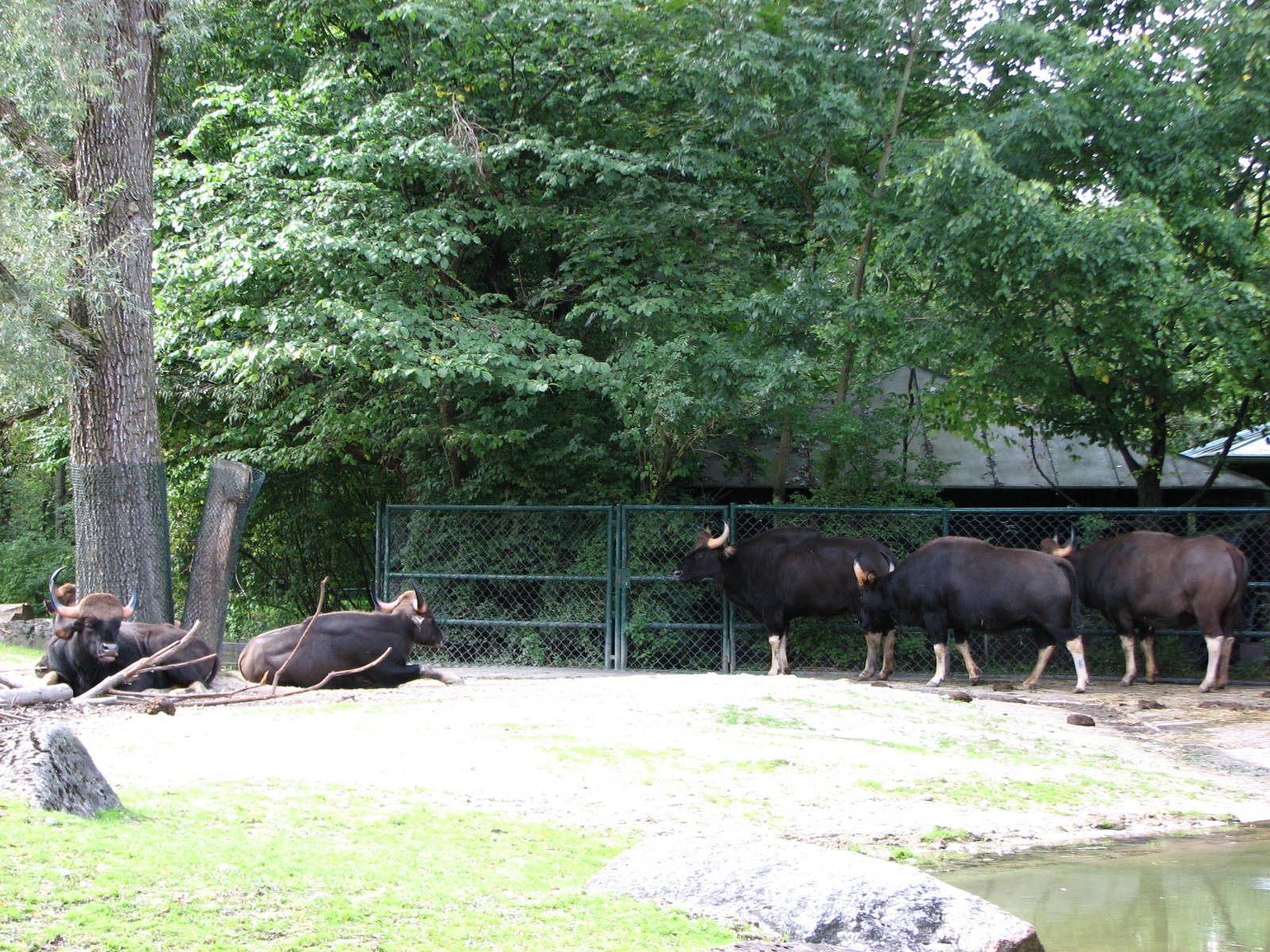 Tierpark Hellabrunn 2006 - Indian Gaur exhibit