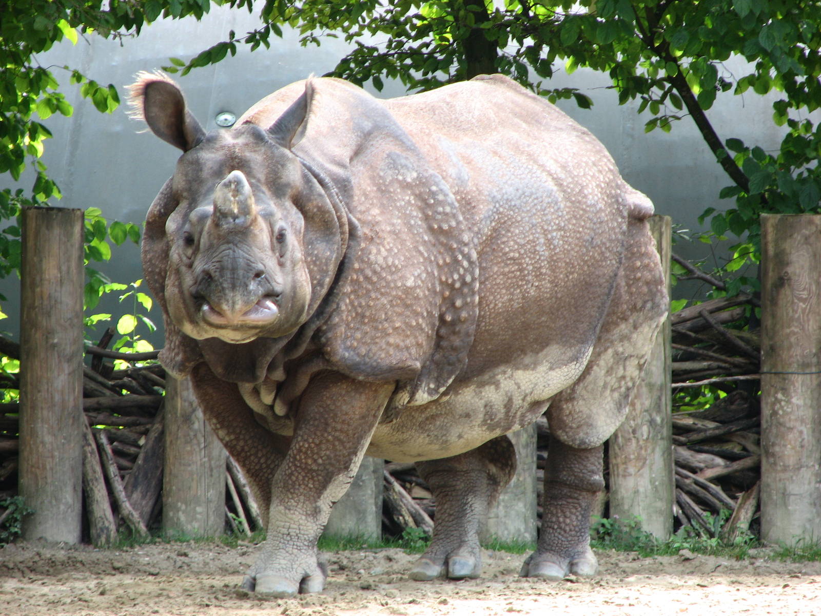 Tierpark Hellabrunn 2006 - Indian Rhinoceros