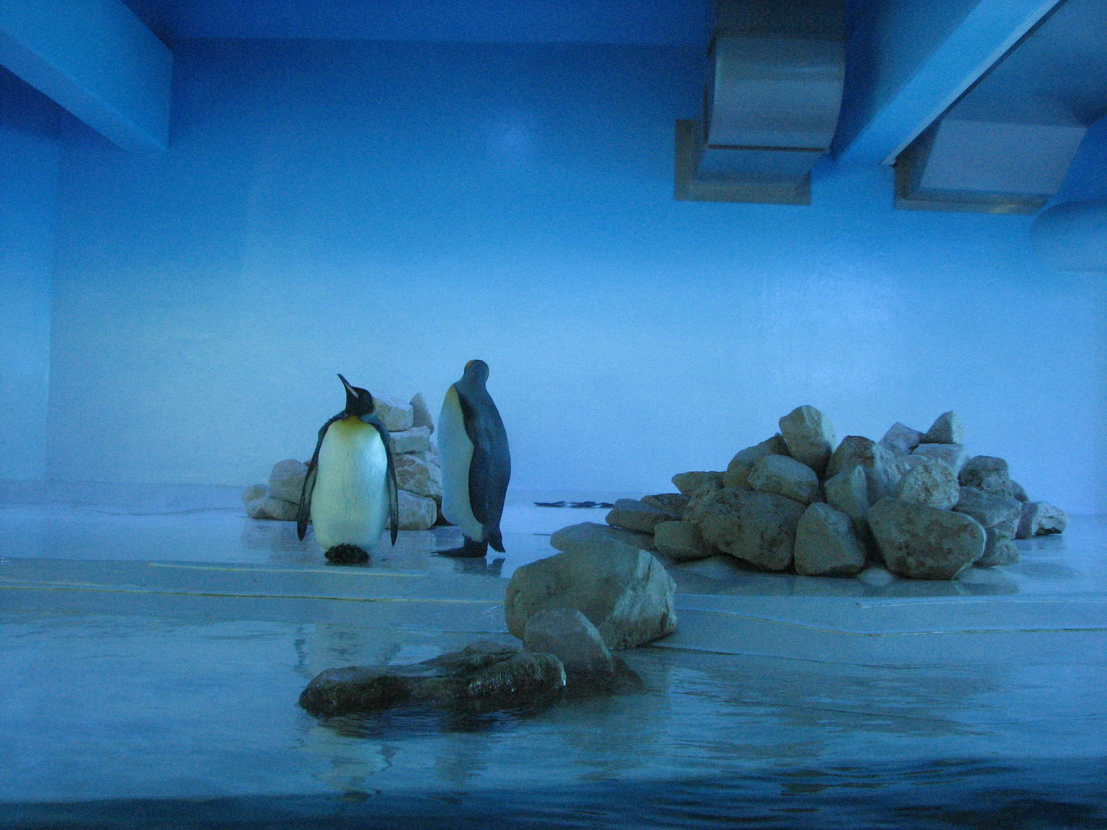 Tierpark Hellabrunn 2006 - Indoor King Penguin exhibit