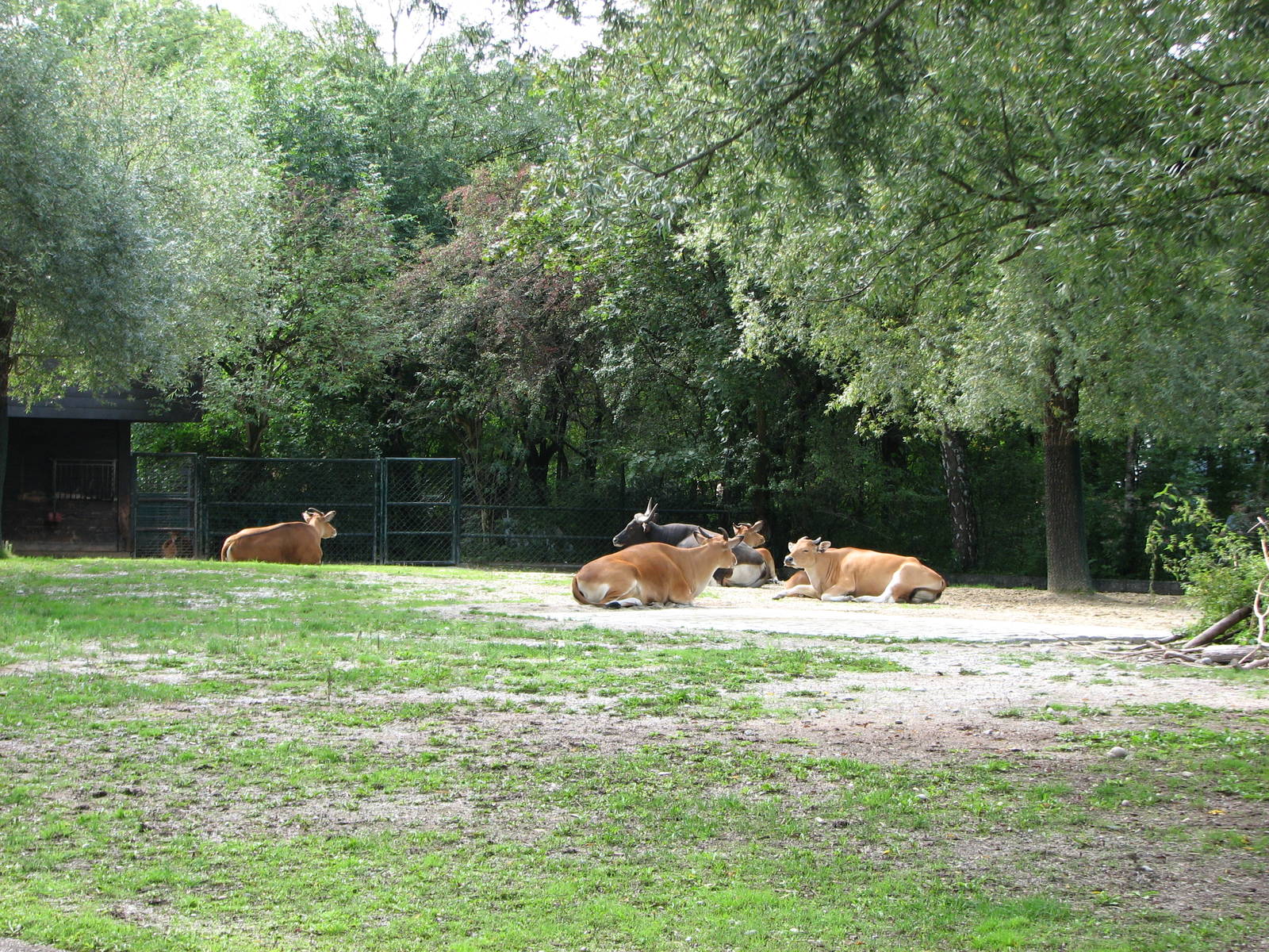 Tierpark Hellabrunn 2006 - Javan Banteng exhibit