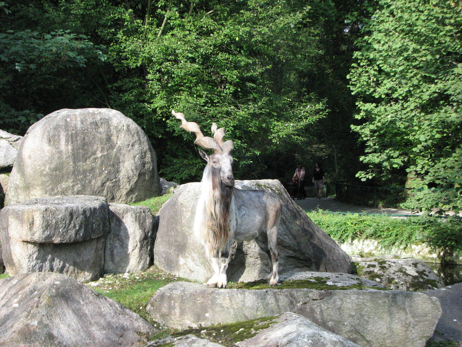 Tierpark Hellabrunn 2006 - Magnificent Markhor buck