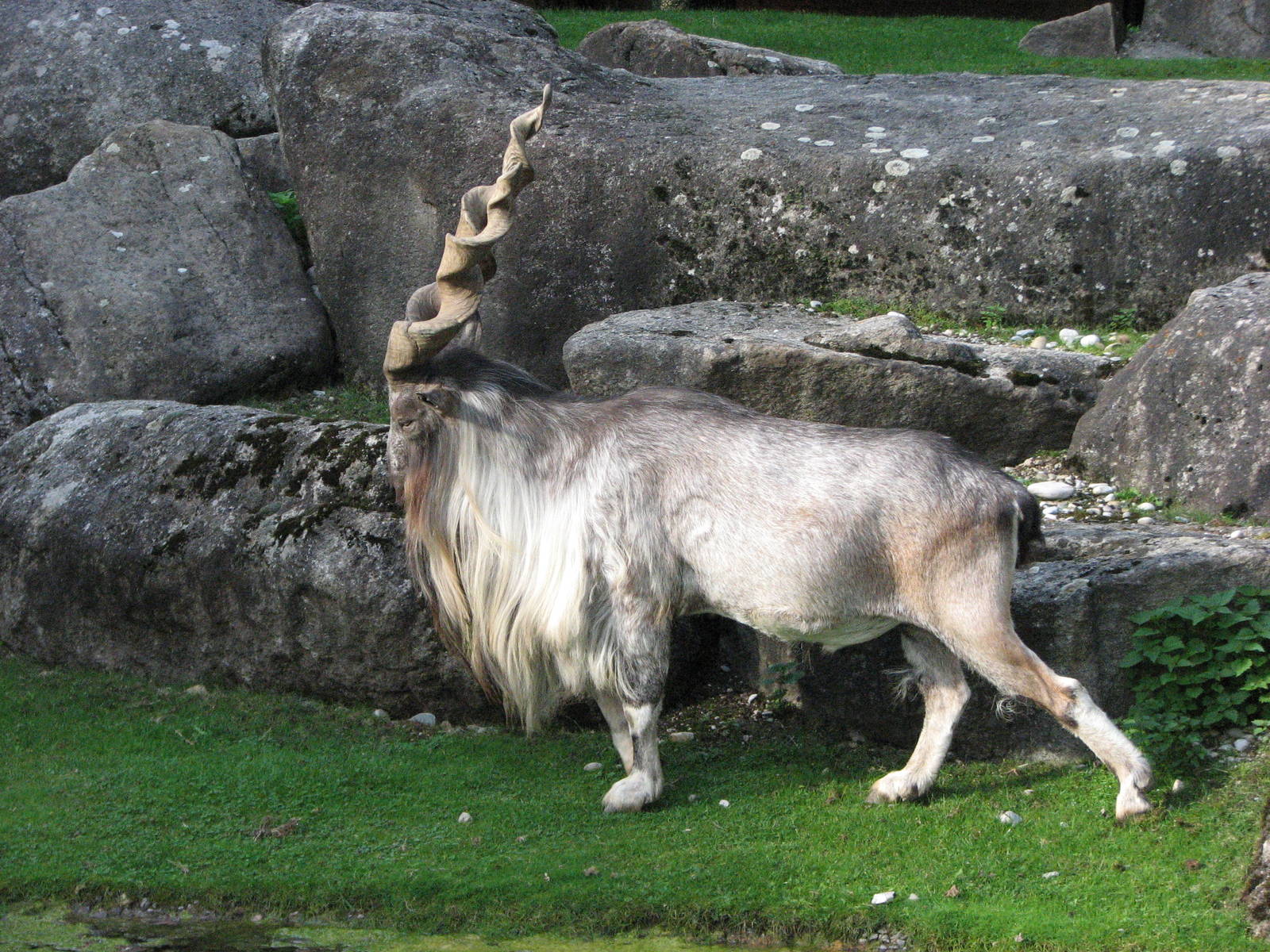Tierpark Hellabrunn 2006 - Magnificent Markhor buck