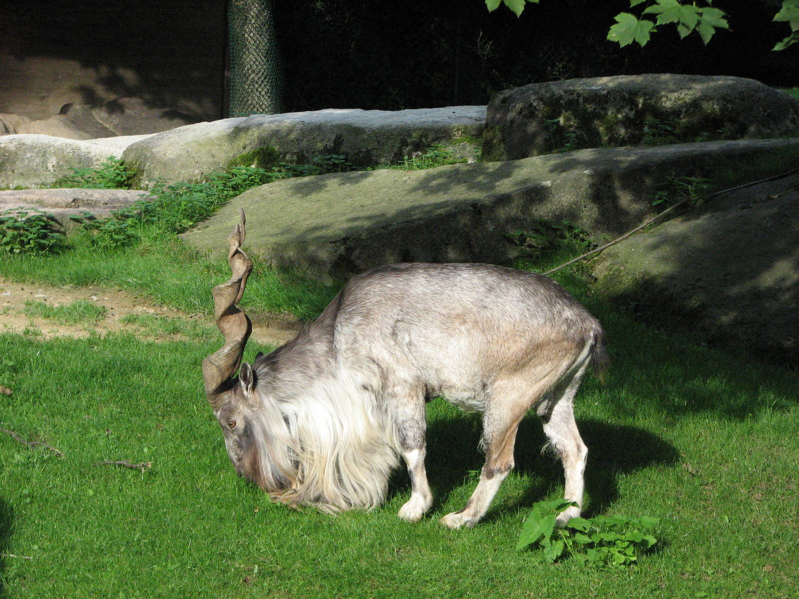 Tierpark Hellabrunn 2006 - Magnificent Markhor buck