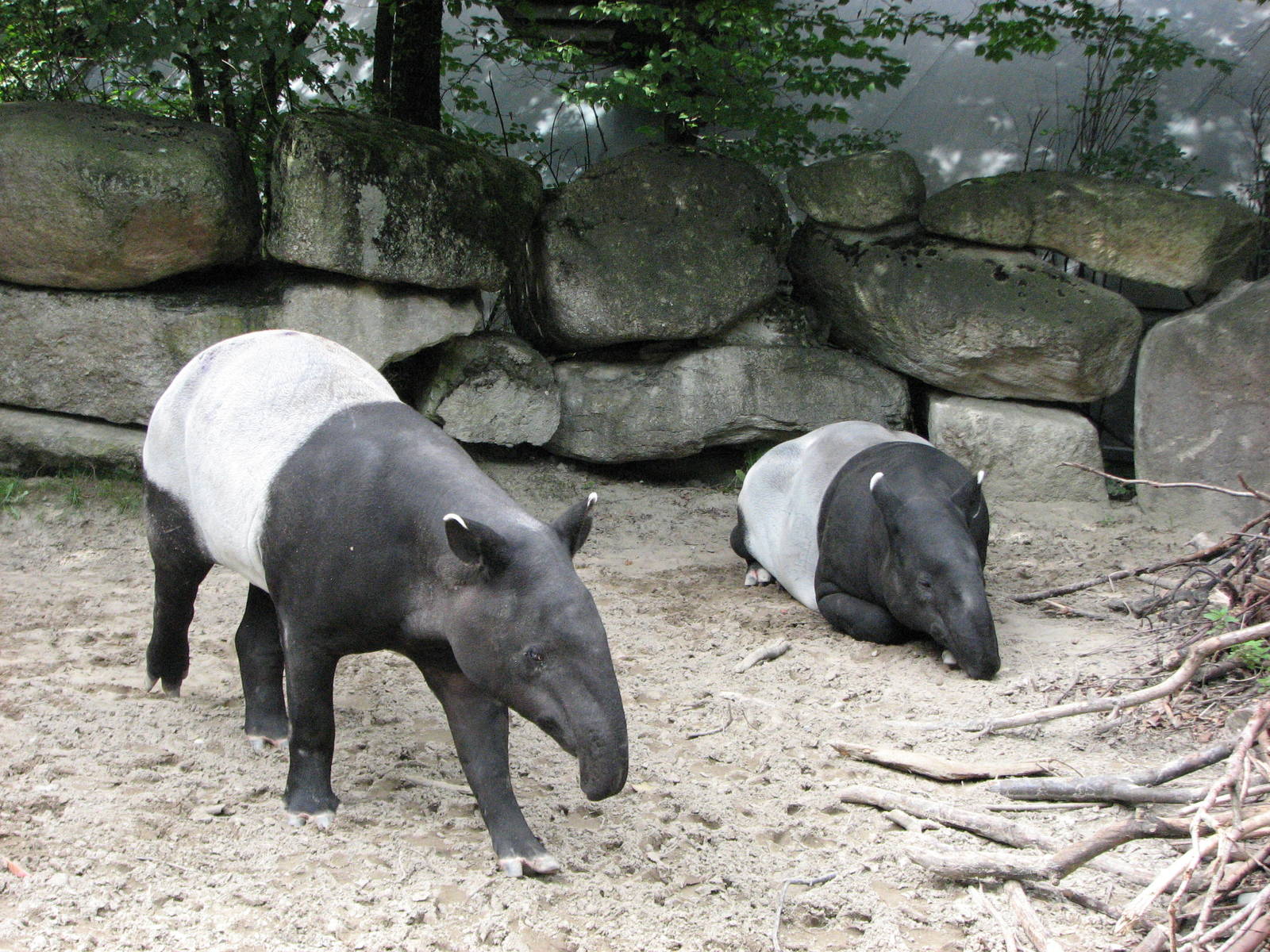 Tierpark Hellabrunn 2006 - Malayan Tapirs in the outdoor exhibit