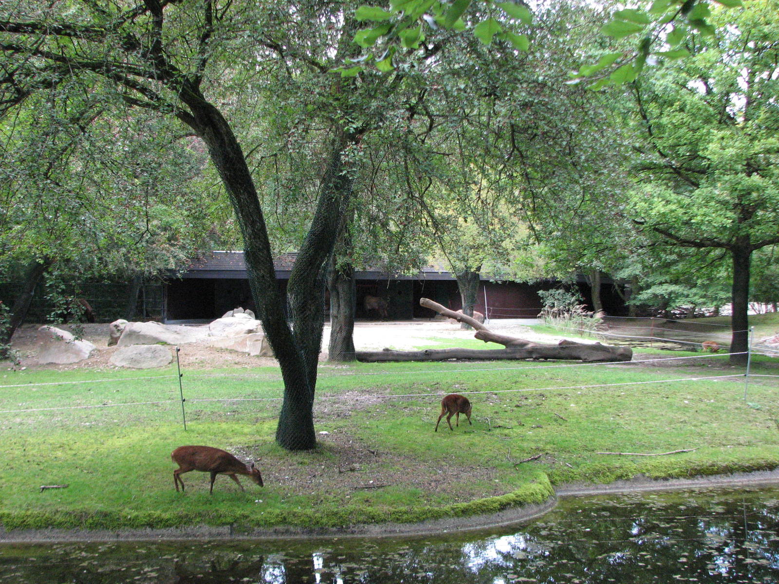 Tierpark Hellabrunn 2006 - Mishmi Takin and Reeves Muntjak exhibit