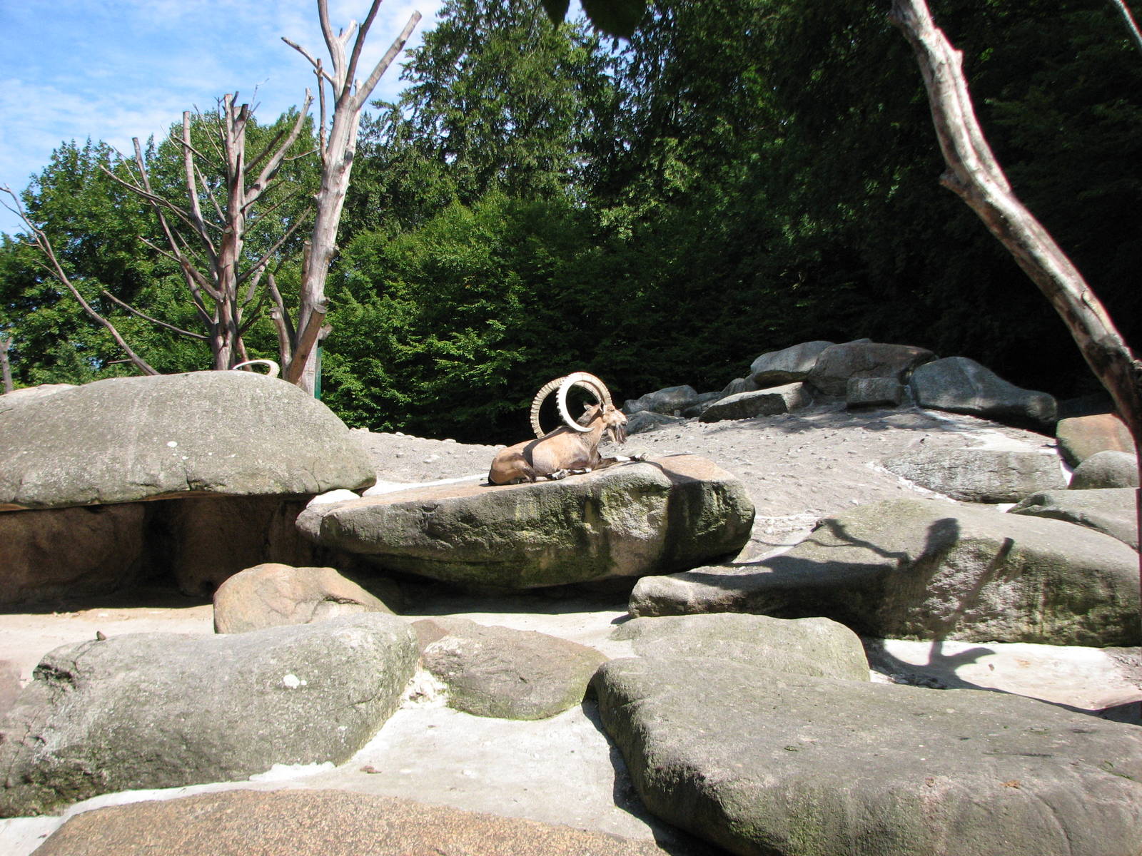 Tierpark Hellabrunn 2006 - Nubian Ibex buck