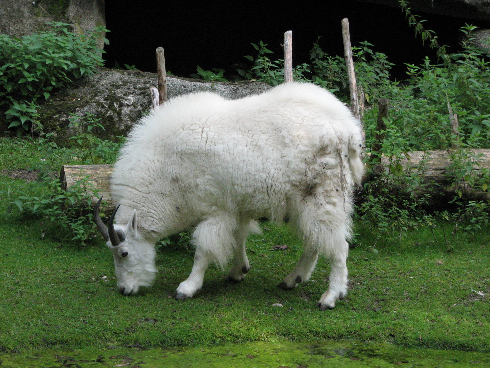 Tierpark Hellabrunn 2006 - Rocky Mountain Goat