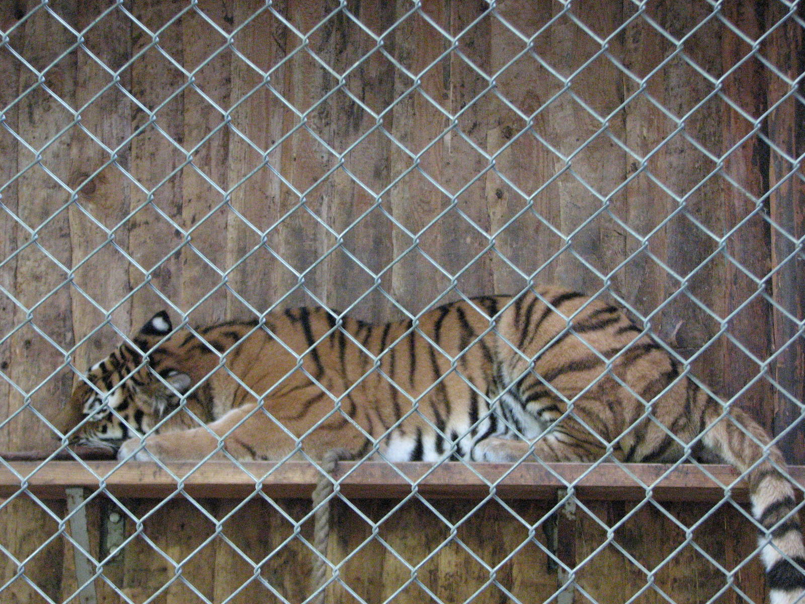 Tierpark Hellabrunn 2006 - Siberian Tiger in the holding area