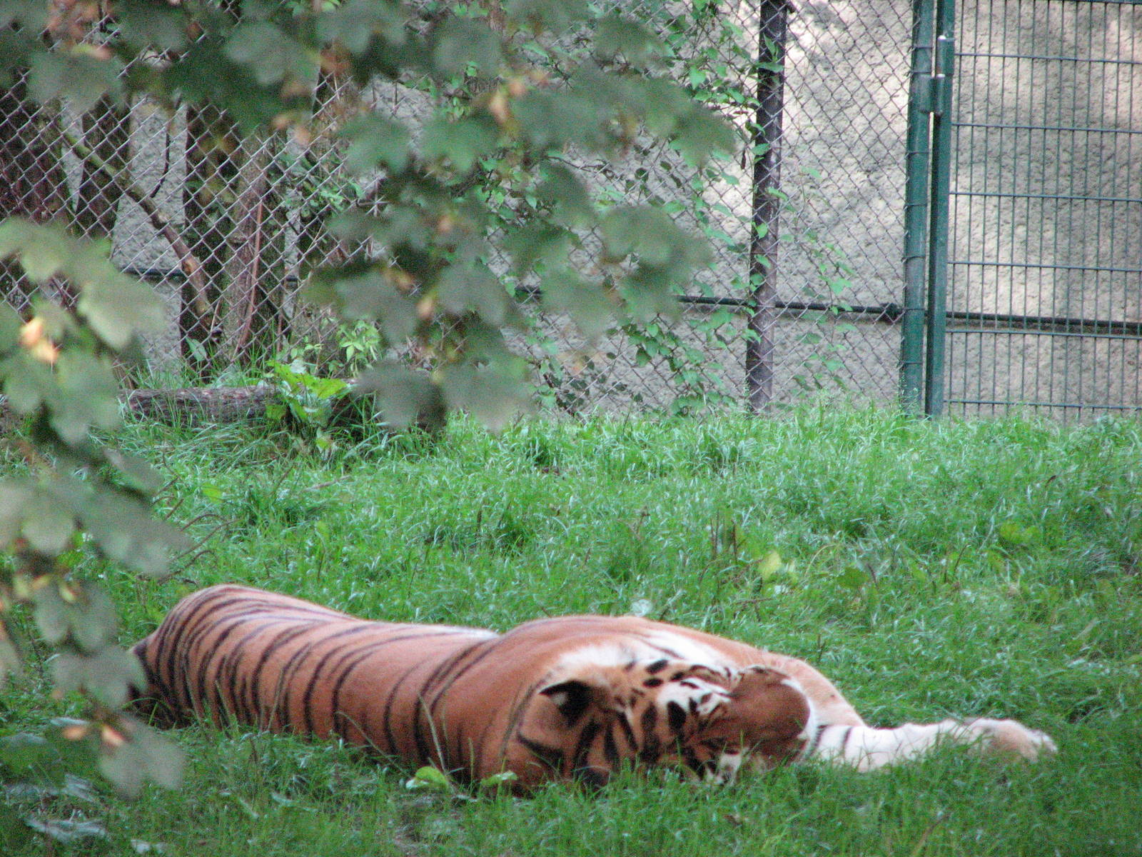 Tierpark Hellabrunn 2006 - Siberian Tiger in the outdoor exhibit