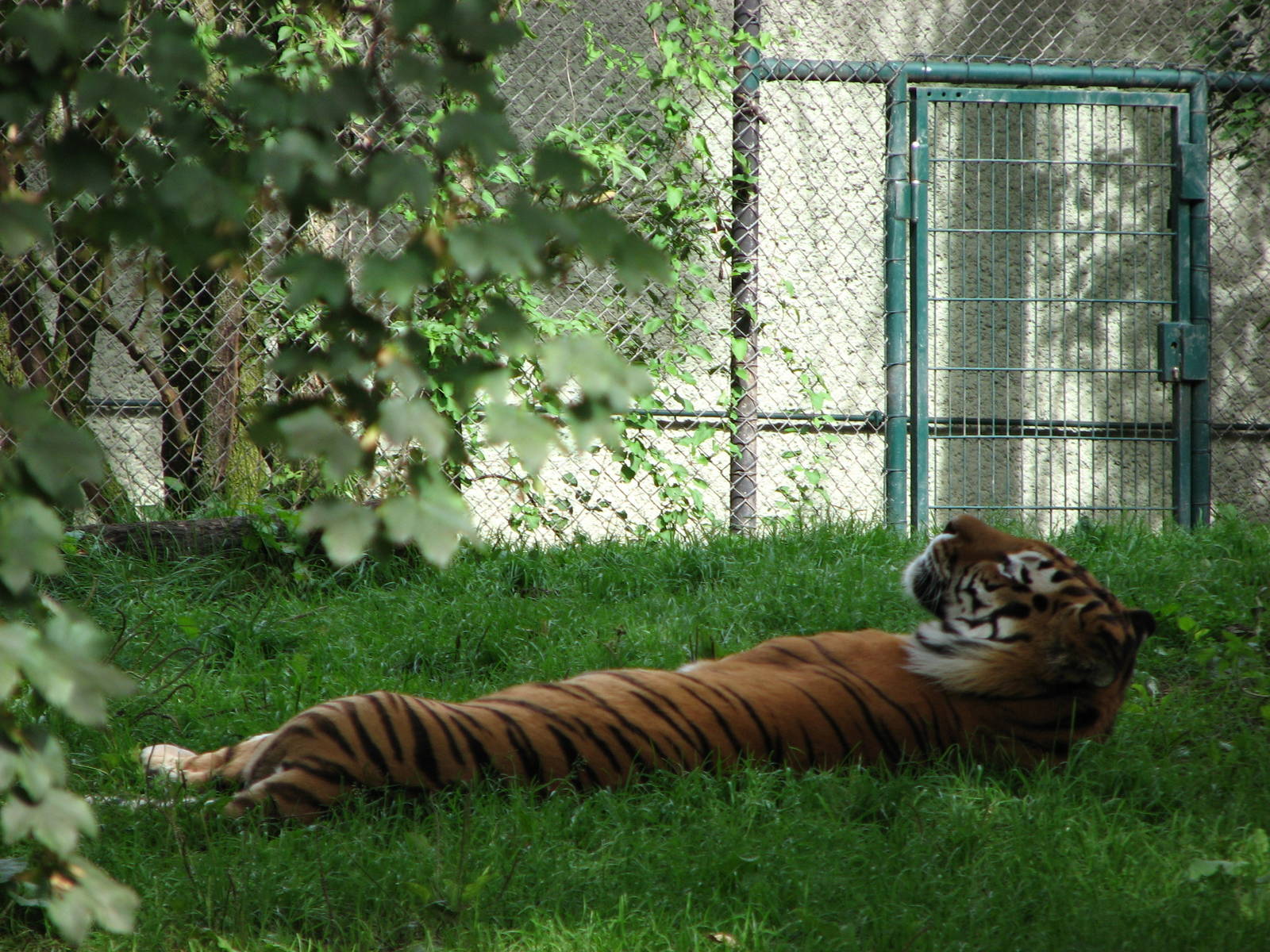 Tierpark Hellabrunn 2006 - Siberian Tiger in the shade