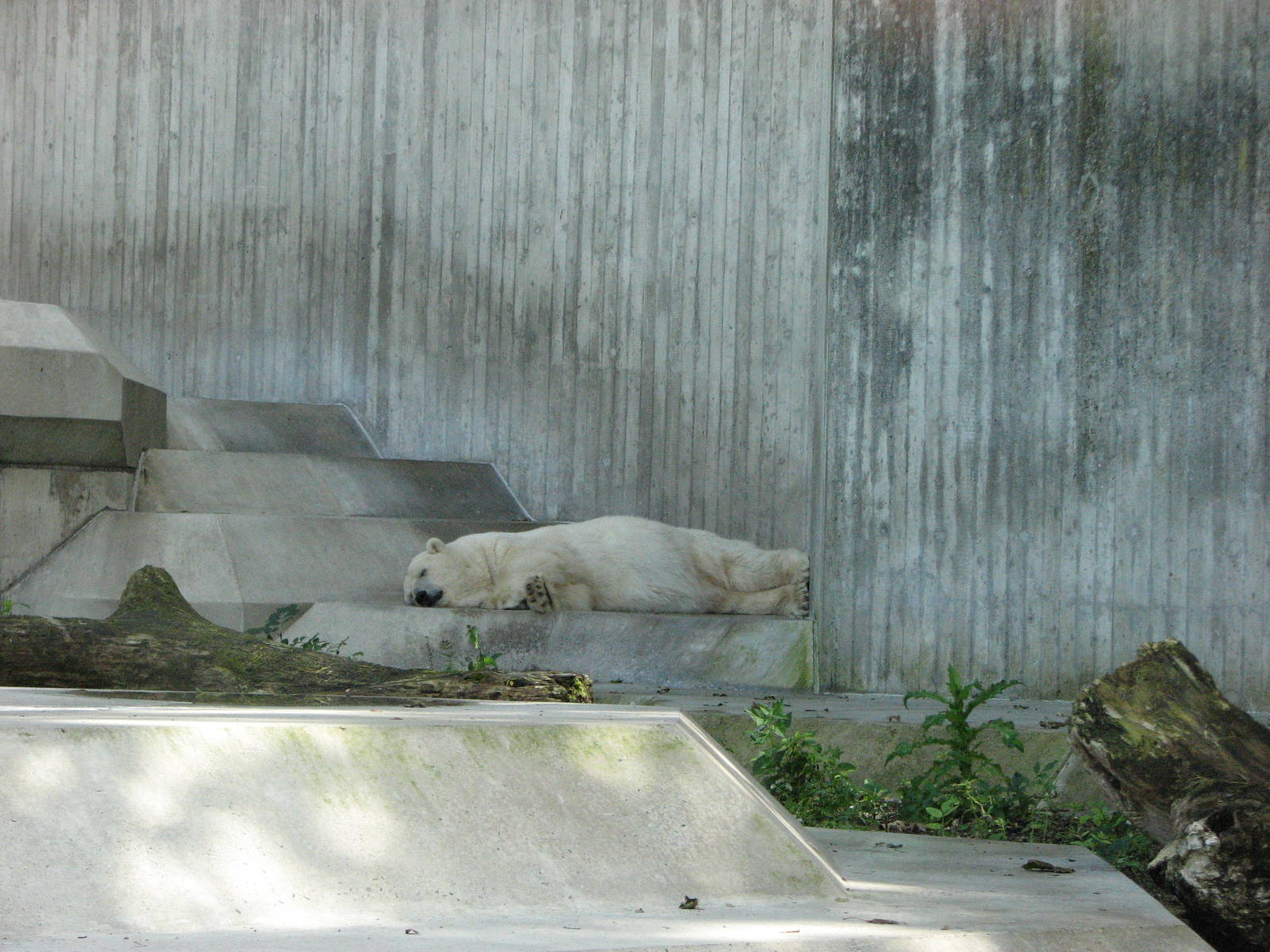 Tierpark Hellabrunn 2006 - Sleeping Polar Bear in the main exhibit
