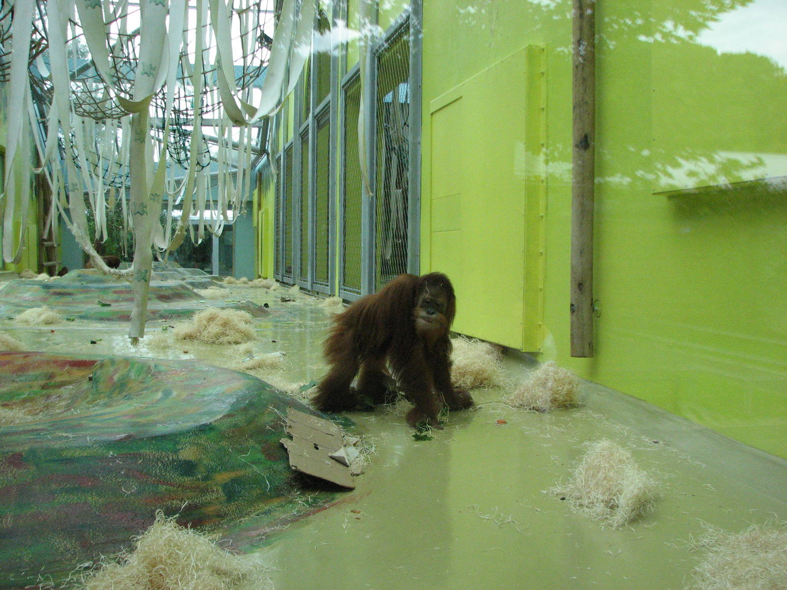 Tierpark Hellabrunn 2006 - Sumatran Orangutan in the indoor exhibit