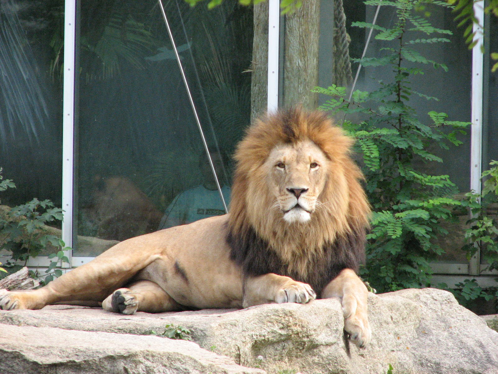 Tierpark Hellabrunn 2006 - The marvelous King of Beasts