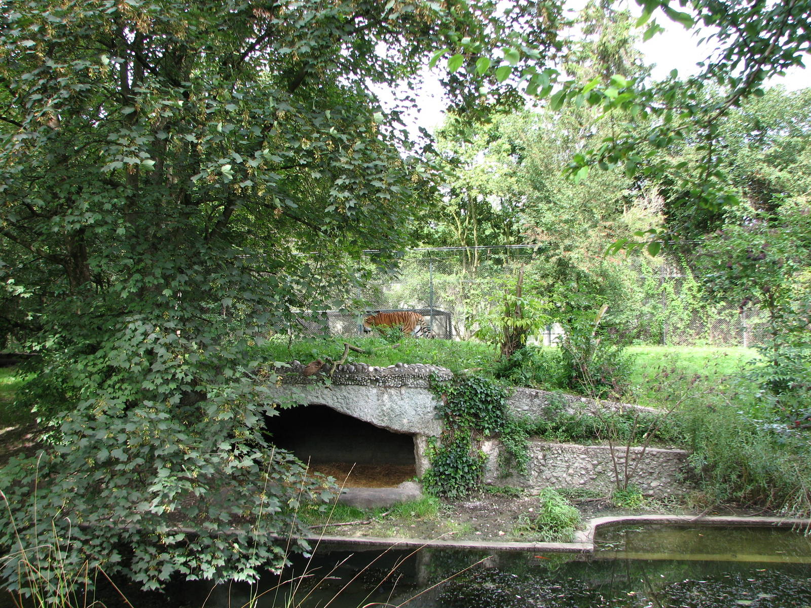 Tierpark Hellabrunn 2006 - Very good Siberian Tiger exhibit