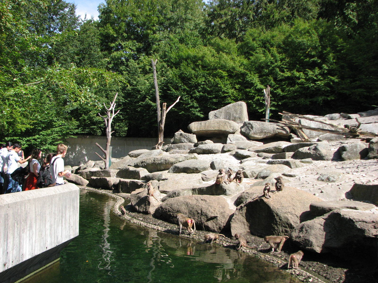 Tierpark Hellabrunn 2006 - Visitors observe the Hamadryas Baboons