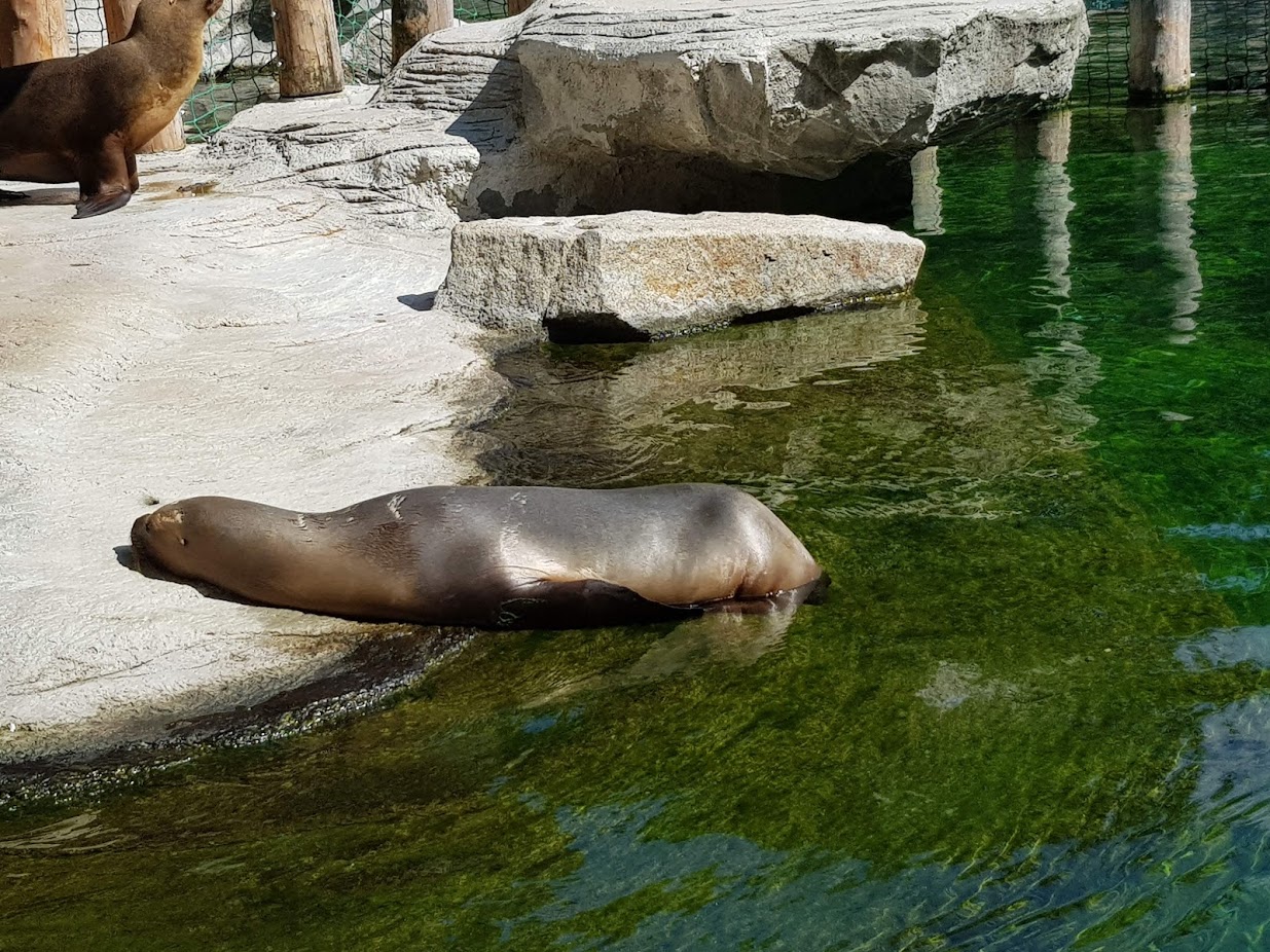 Tierpark Hellabrunn- female South American sea lion sunbathing- 2019