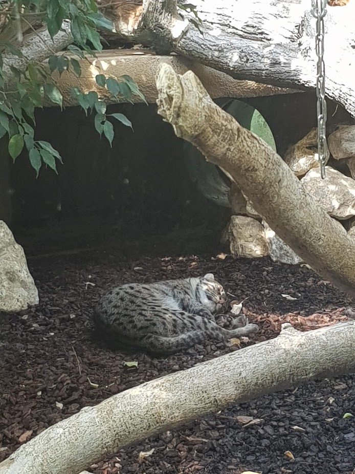 Tierpark Hellabrunn- fishing cat sleeping- 2019