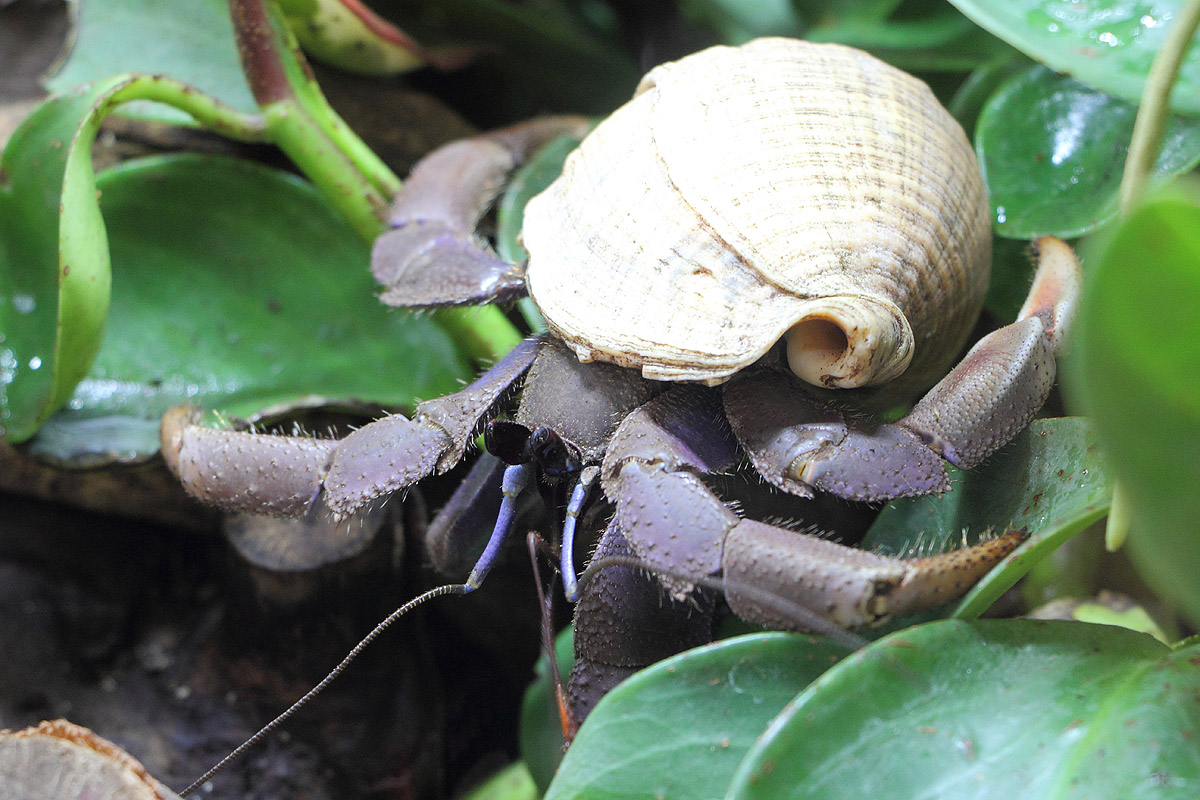 Tierpark Hellabrunn (Munich)