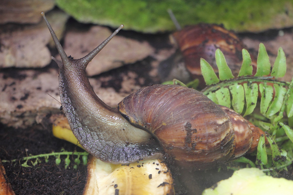 Tierpark Hellabrunn (Munich)
