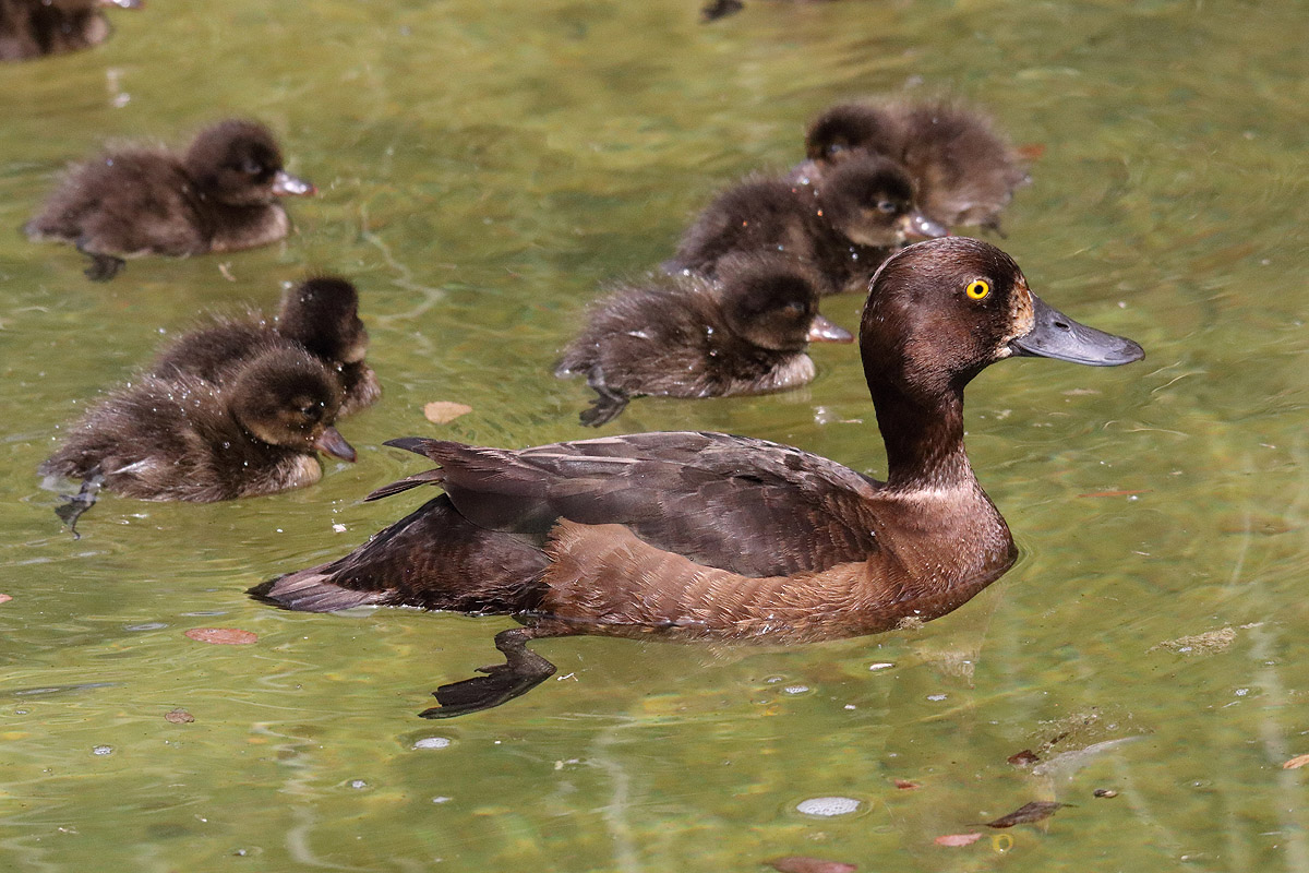 Tierpark Hellabrunn (Munich)