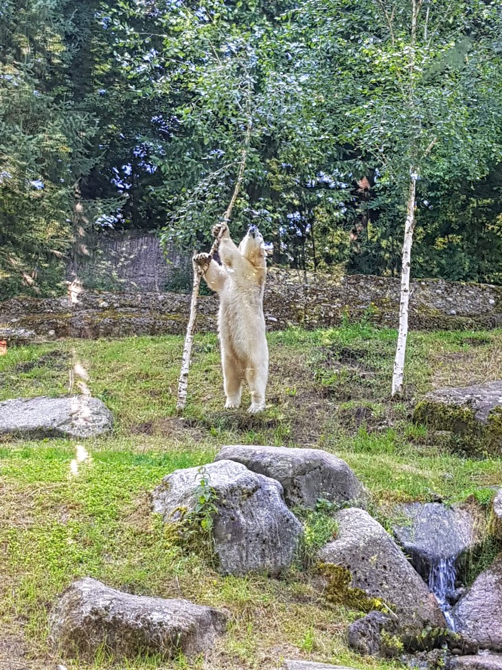 Tierpark Hellabrunn- polar bear interested in birch- 2019