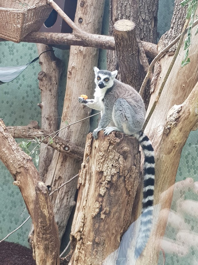 Tierpark Hellabrunn- ring-tailed lemur- 2019