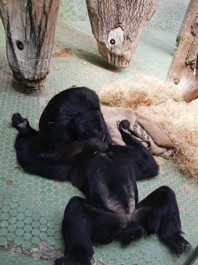 Tierpark Hellabrunn- two siamangs lousing each other- 2019