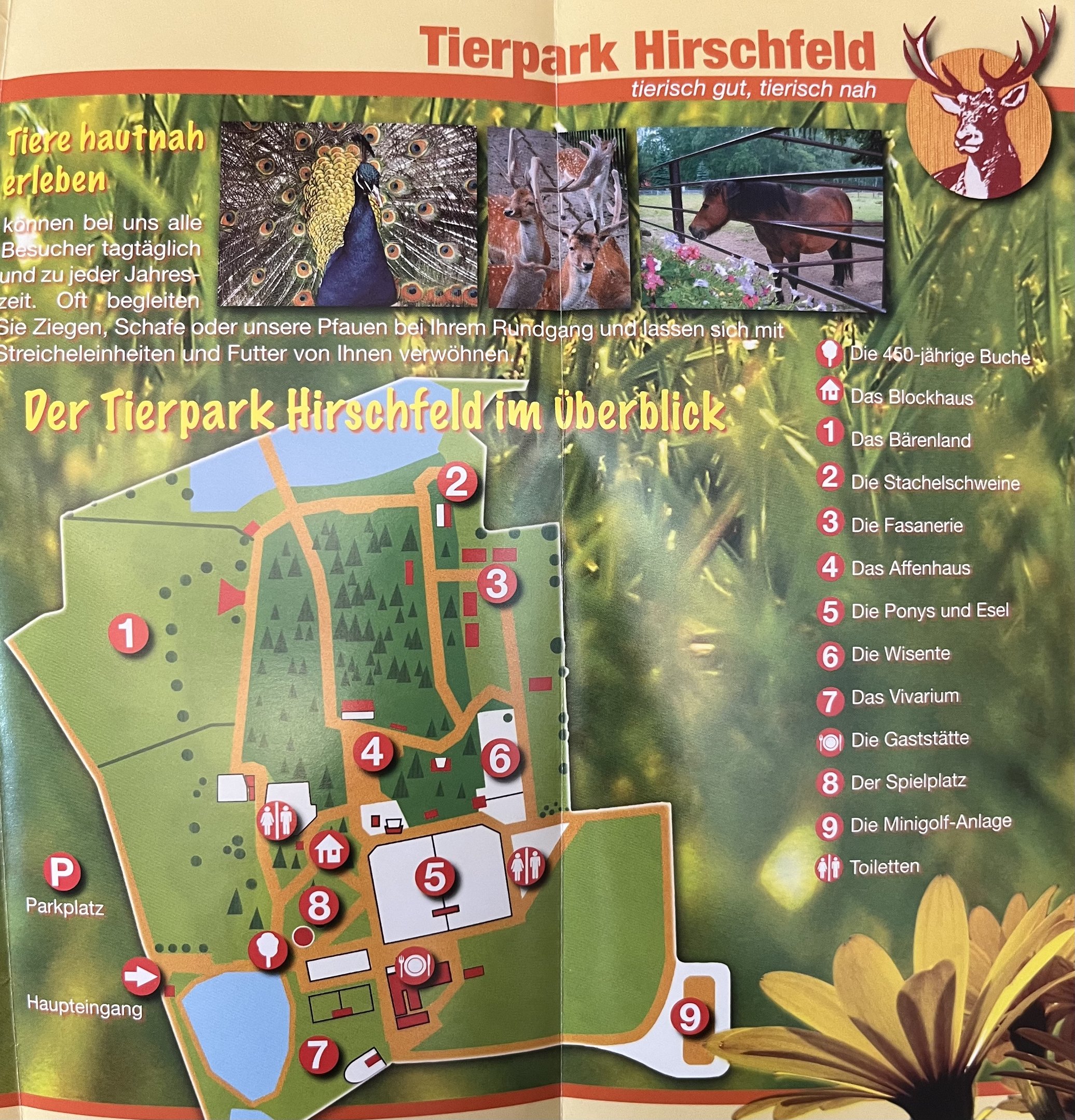 Tierpark Hirschfeld Map - undated