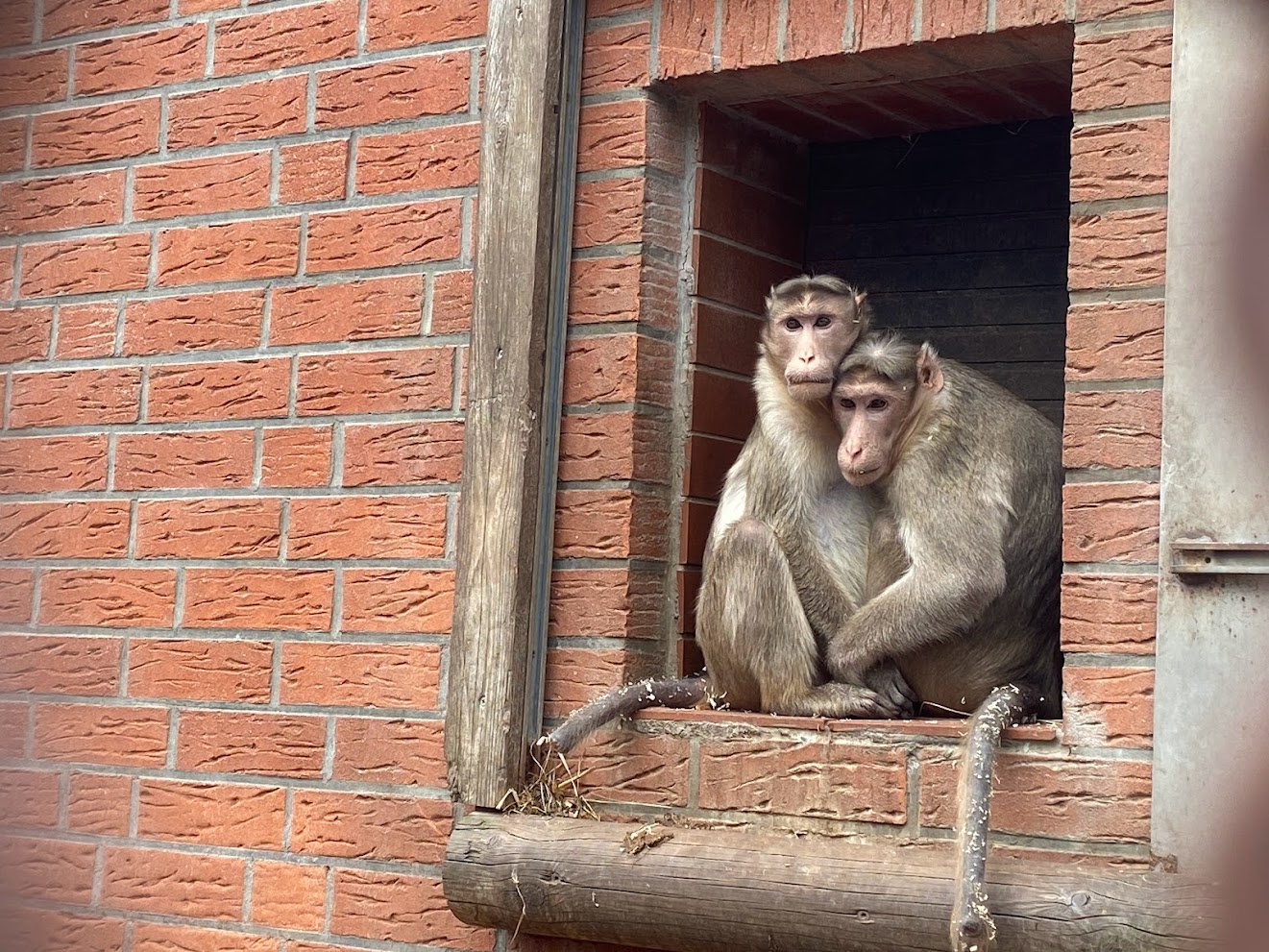 Tierpark Krüzen- bonnet macaque- 2023