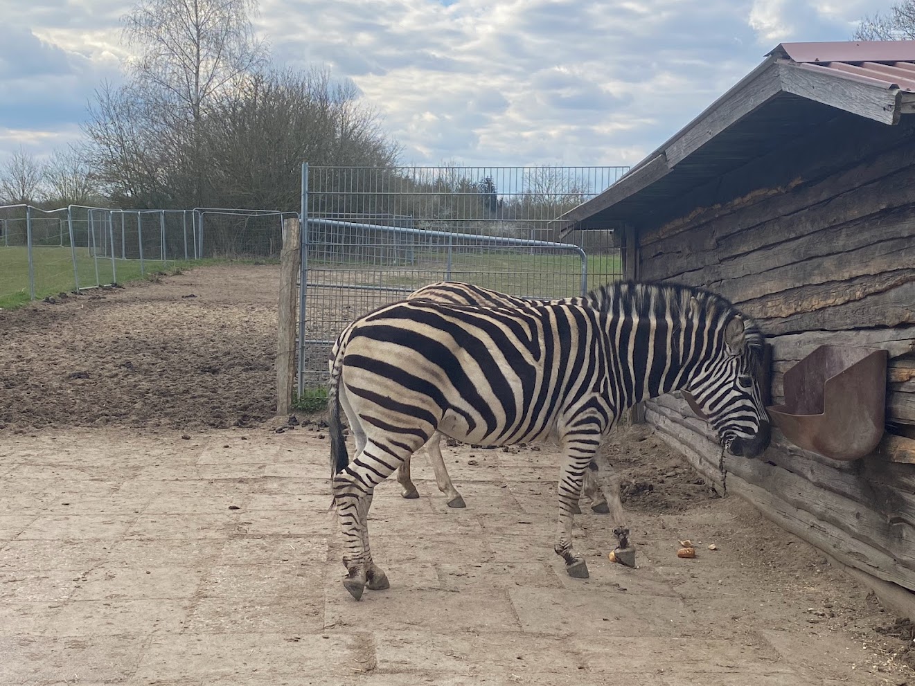 Tierpark Krüzen- Chapman-Zebra- 2023
