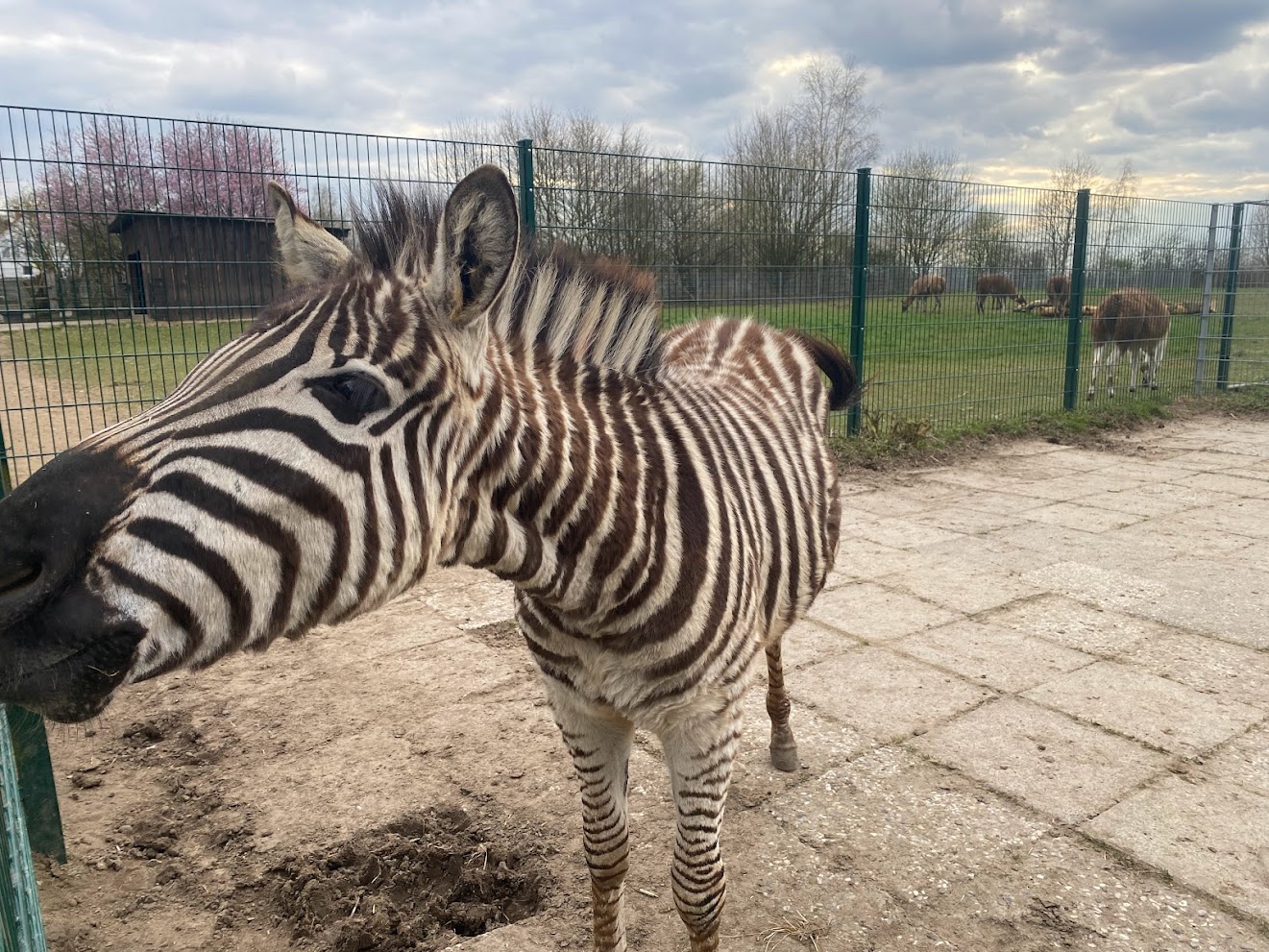 Tierpark Krüzen- Chapman-Zebra foal- 2023