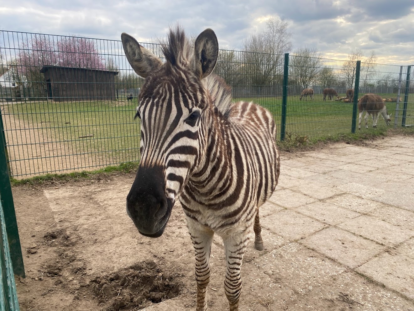 Tierpark Krüzen- Chapman-Zebra foal- 2023