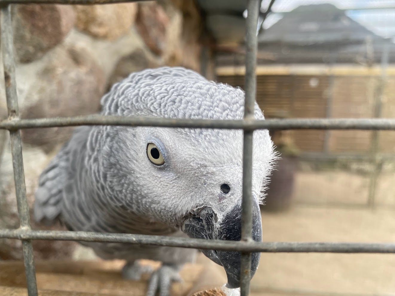 Tierpark Krüzen- Congo gray parrot- 2023