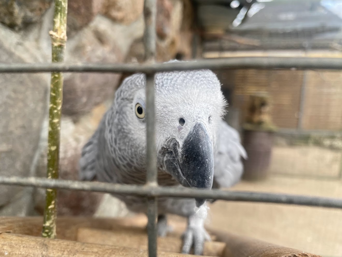 Tierpark Krüzen- Congo grey parrot- 2023