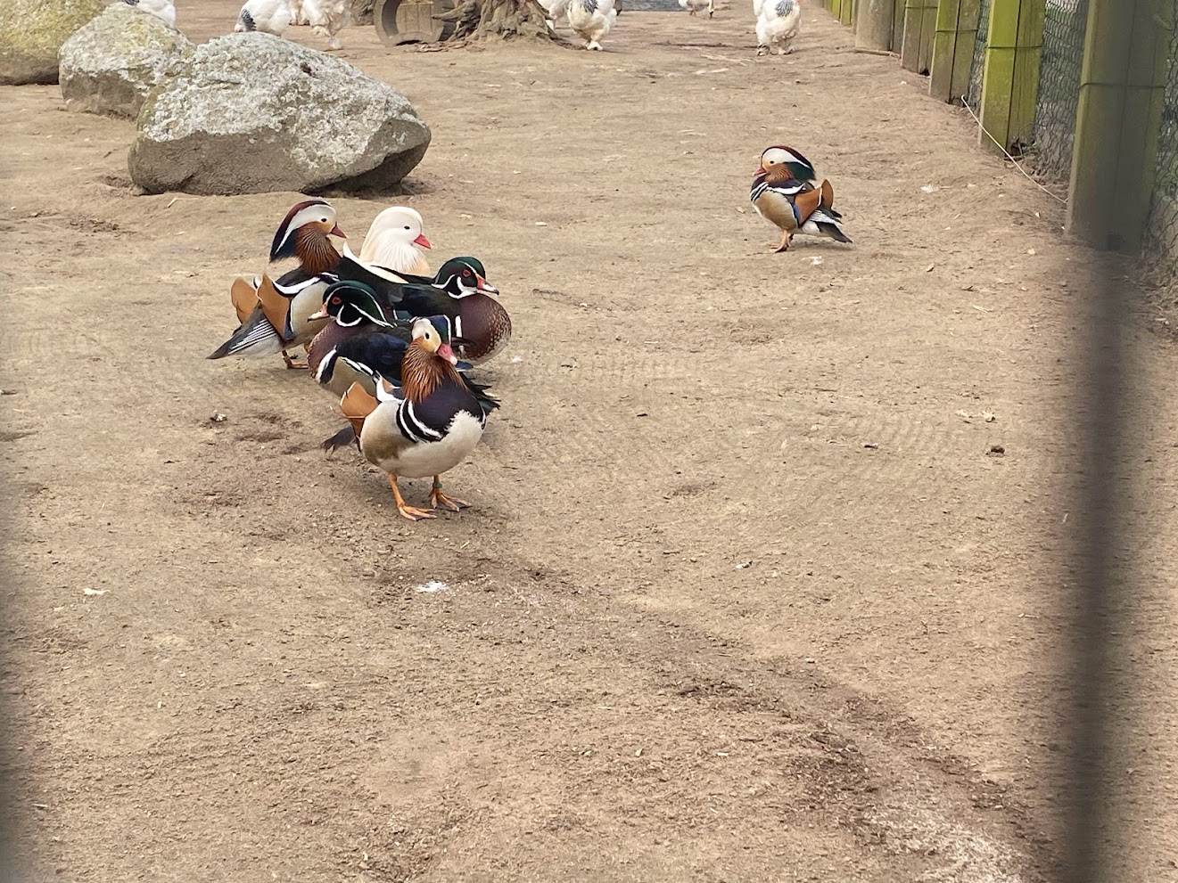 Tierpark Krüzen- mandarin ducks- 2023