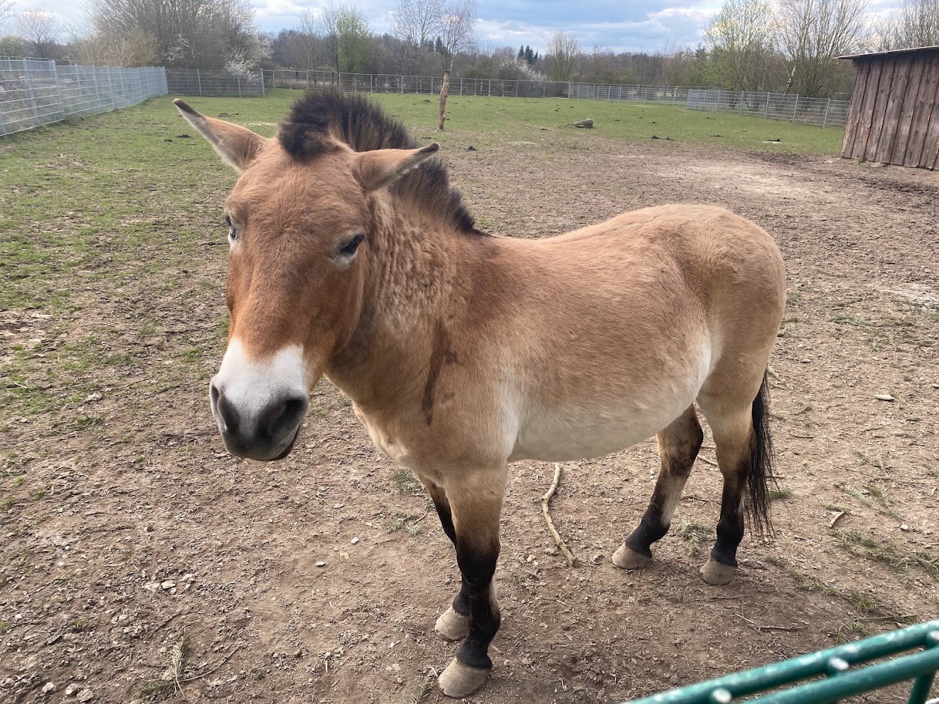 Tierpark Krüzen- przewalski horse- 2023
